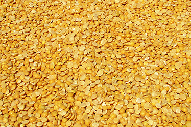 Pigeon Pea